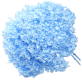 Blue Dried Hydrangea | Wholesale Flowers